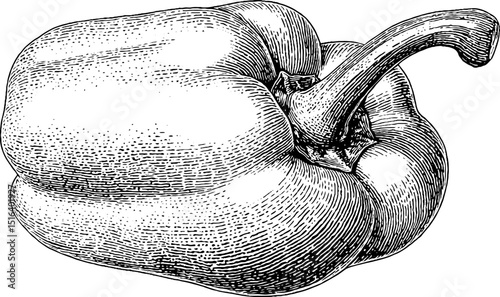 Engraved illustration of bell pepper for botanical design and print