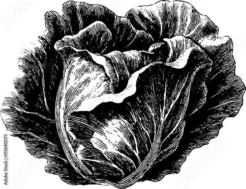 Intricate engraved illustration of cabbage head for botanical design