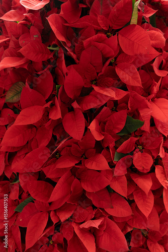 A canvas of many red leaves