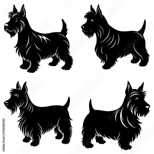 Four scottish terrier dogs in black silhouette standing in different poses on a white background