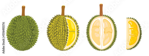 Detailed Illustrations of Durian Fruit Showing Exteriors and Interiors of This Exotic Delight