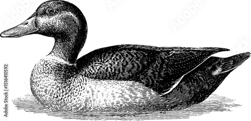 Detailed engraved duck illustration in black bold lines for nature art design
