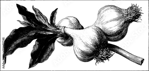 Vintage engraved illustration of garlic braid with leaves for culinary and botanical design