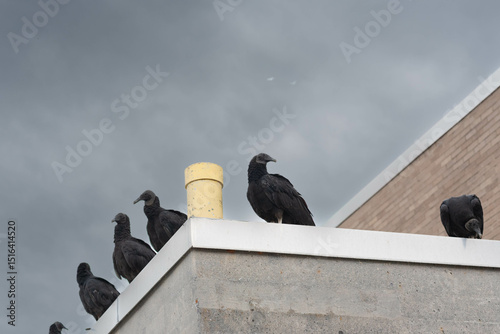 Several black vultures, Coragyps atratus, also known as American black vulture, perched on the corner of a rooftop with dark, cloudy skies above.