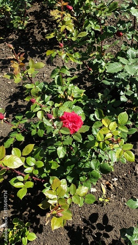 rose, in the garden, flower, nature, garden, plant, beauty, blossom, flowers, gardening, petal