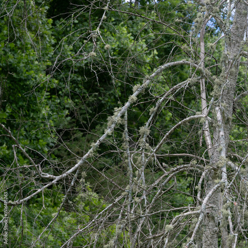Female, Ruby-throated hummingbird sitting on a dead tree branch with moss