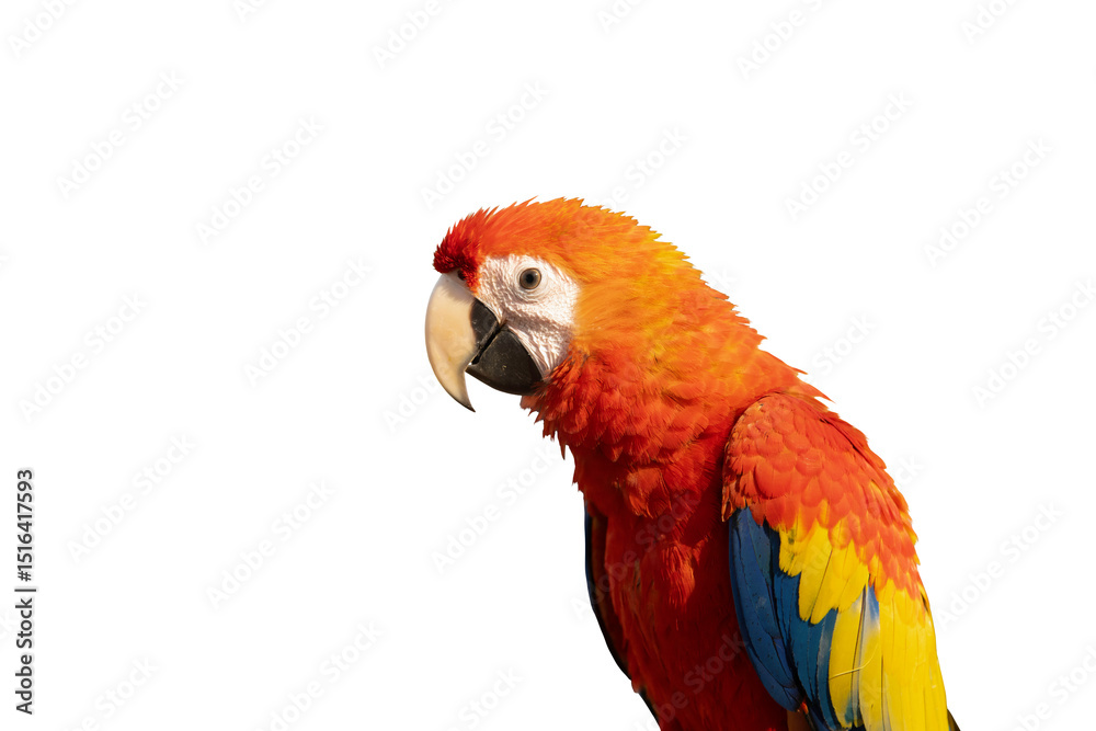 Fototapeta premium Scarlet Macaw free flying bird isolated on white background. This has clipping path.