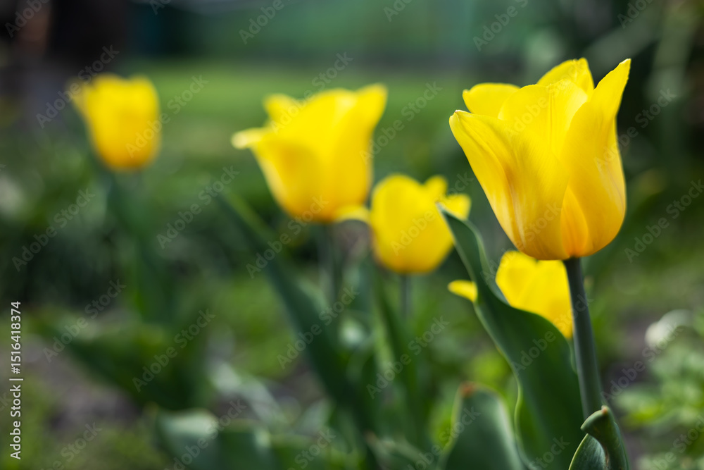 yellow tulip flower over blur green leaf background in the garden yellow tulip flower over blur green leaf background in the garden