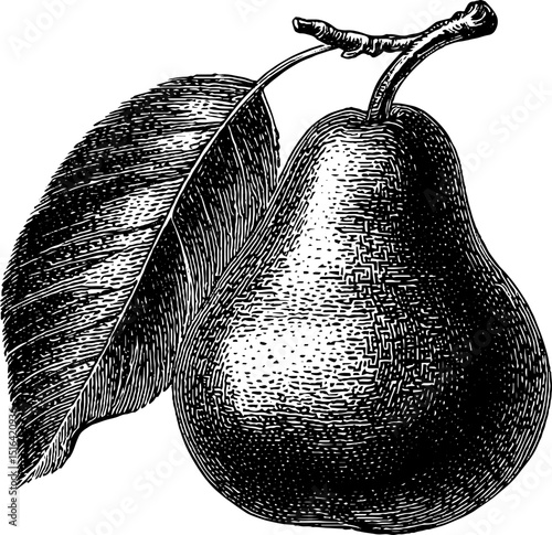 Engraved pear crate illustration for vintage design uses