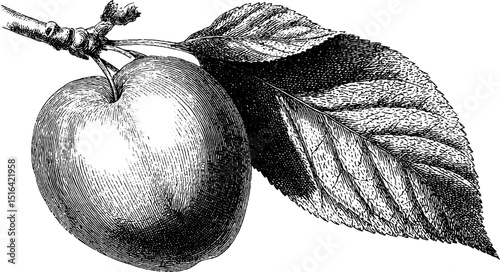Engraved illustration of plum with leaves in bold black lines for vintage botanical art designs