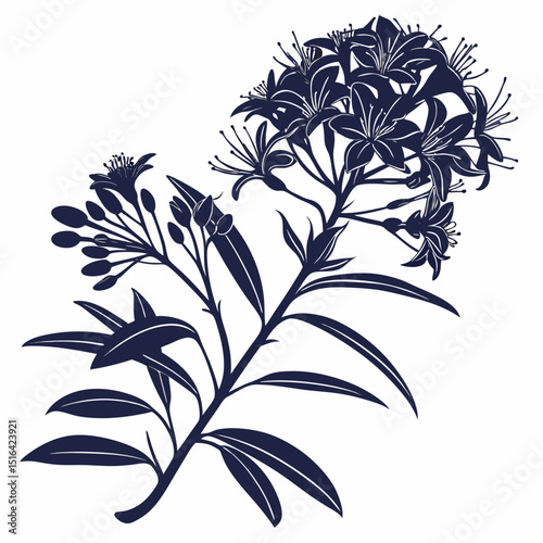 black and white gilliflower