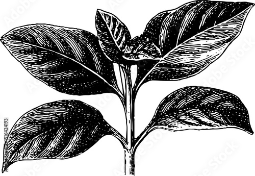 Engraved seedling illustration with bold black lines for botanical art print