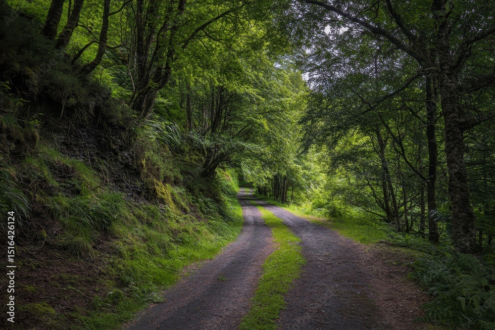 Fototapeta premium Serene Fork in the Woods: A Narrow Path Through Lush Green Forests of Northern Ireland