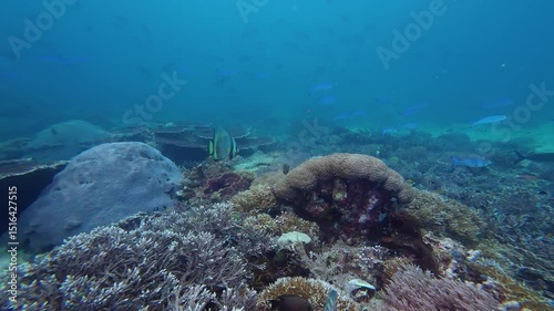 Sangalaki, Indonesia: Underwater footage of a bat fish swimming on the coral reef shot in slow motion during a scuba diving trip in Maratua in the Derawan islands in Indonesian Borneo photo