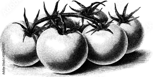 Vintage engraved tomato bunch illustration for classic culinary design