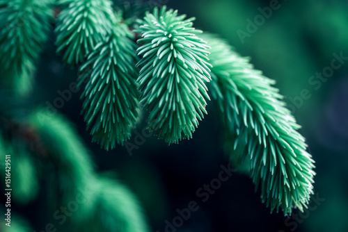 Macro photography of young, fresh blue spruce branches showing the detailed texture and vibrant color of the coniferous forest.