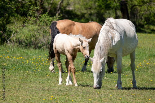 horses in the meadow