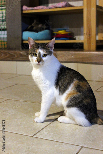 A beautiful triflower cat with an unusual color in an animal shelter, sitting on the floor and looking directly at the camera. Animal care, pets and the topic of homeless animals