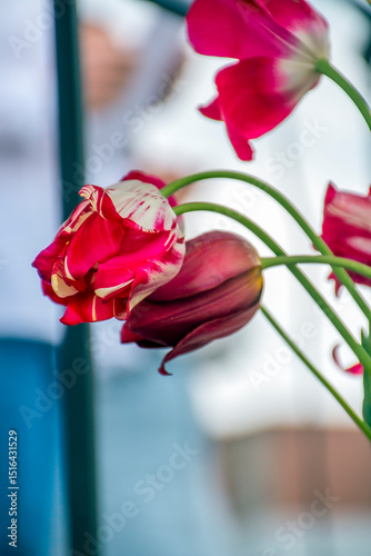 Beautiful red and white tulips on a green stem hang down close up