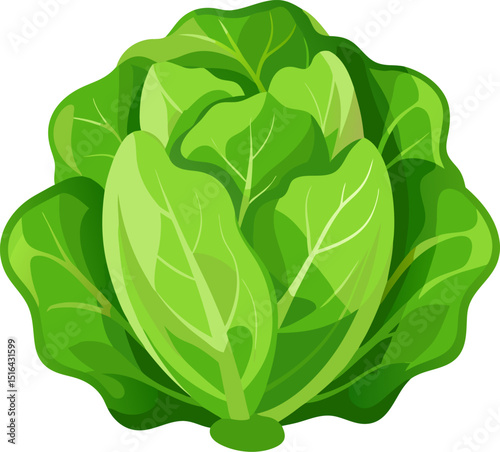Lettuce vector white background 