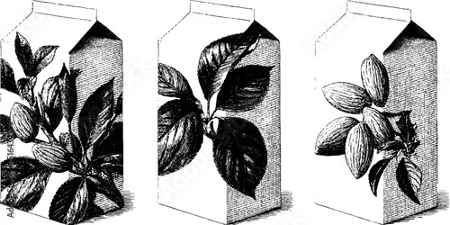 Engraved illustration of almond milk carton designs for packaging and branding ideas