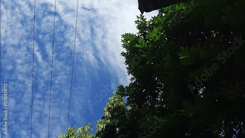green tree and cloudy blue sky with power lines