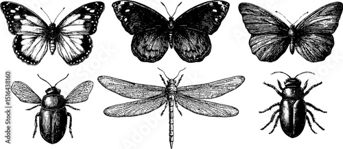 Detailed engraved illustration set of butterflies, moths, and insects for nature design