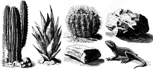 Vintage botanical and geological engravings of cactus plants and desert landscapes for nature design