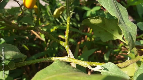 red ants on the leaves of green plants