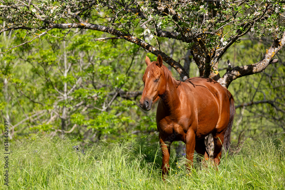 Naklejka premium horse in the meadow
