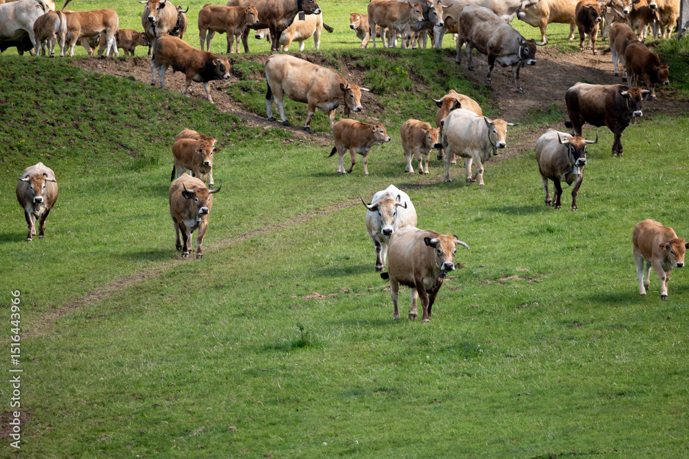 Obraz premium herd of sheep