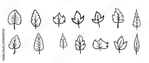 Leaves icon set, Autumn leaves flat line icons. Leaf types, rowan, birch tree, Vector Illustration