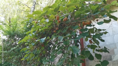 Kiwi