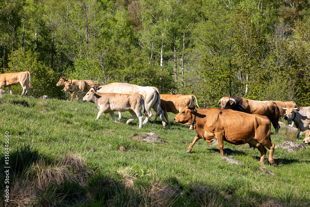 Obraz premium cows in the mountains