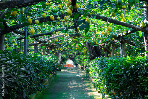 Garden with characteristic lemon grove of Sorrento