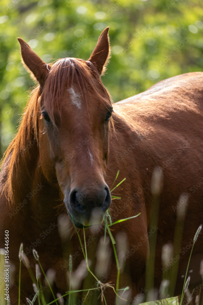 Obraz premium horse eating grass