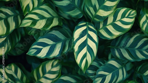 Close-up of lush green leaves with contrasting white stripes, creating a natural pattern