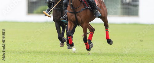 Canvas Print Polo ponies take players to the ball which is about to be hit by a mallet in Kua