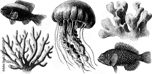 Engraved marine life collection featuring jellyfish and coral for nature themed designs