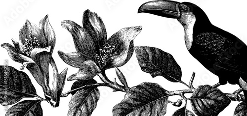 Jungle toucan on vines engraved nature illustration. Tropical bird with foliage leaves black white vintage exotic wildlife rainforest engraving detailed artwork.