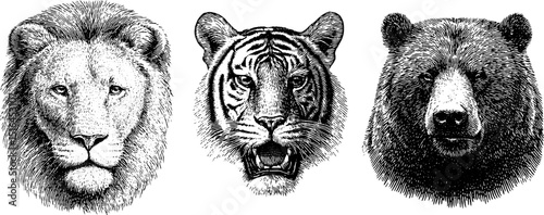 Detailed engraved animal portraits of lion, tiger, and bear for artistic design