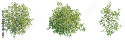 Prunus padus Tree plan top view cutout transparent background