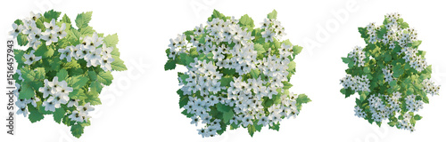 Foto Rubus caesius Tree plan top view cutout transparent background isolate