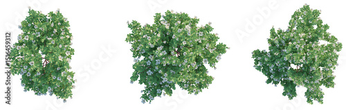 Photos Rosa pimpinellifolia Tree plan top view cutout transparent background