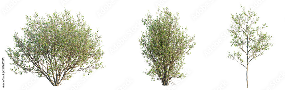 Fototapeta premium Prunus padus Tree 4k cutout transparent background
