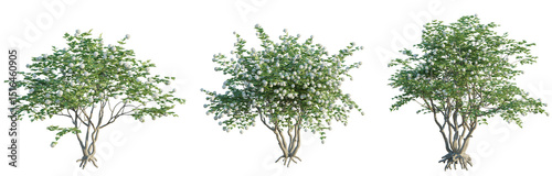 Tableau sur toile Viburnum opulus Tree 4k cutout transparent background