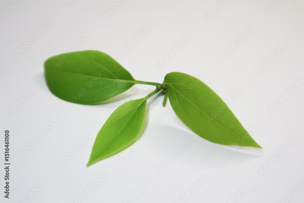Fototapeta premium Leaf of Cinnamomum camphora tree on white background
