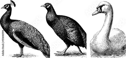 Vintage engraved illustration of peacock, pheasant, and swan for art design