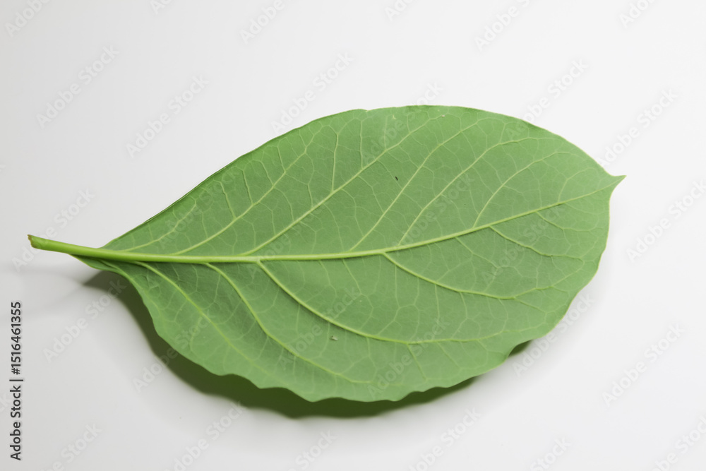 Obraz premium Green young avocado leaf on white background