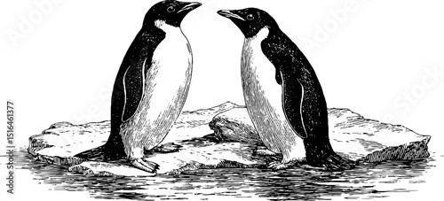 Engraved illustration of penguin pair on icy terrain for wildlife design and print